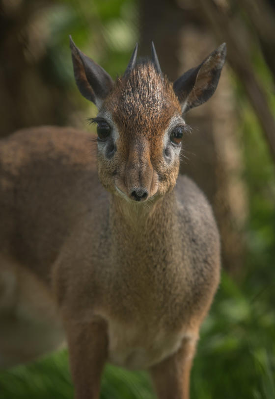Kirk's Dik Dik 7