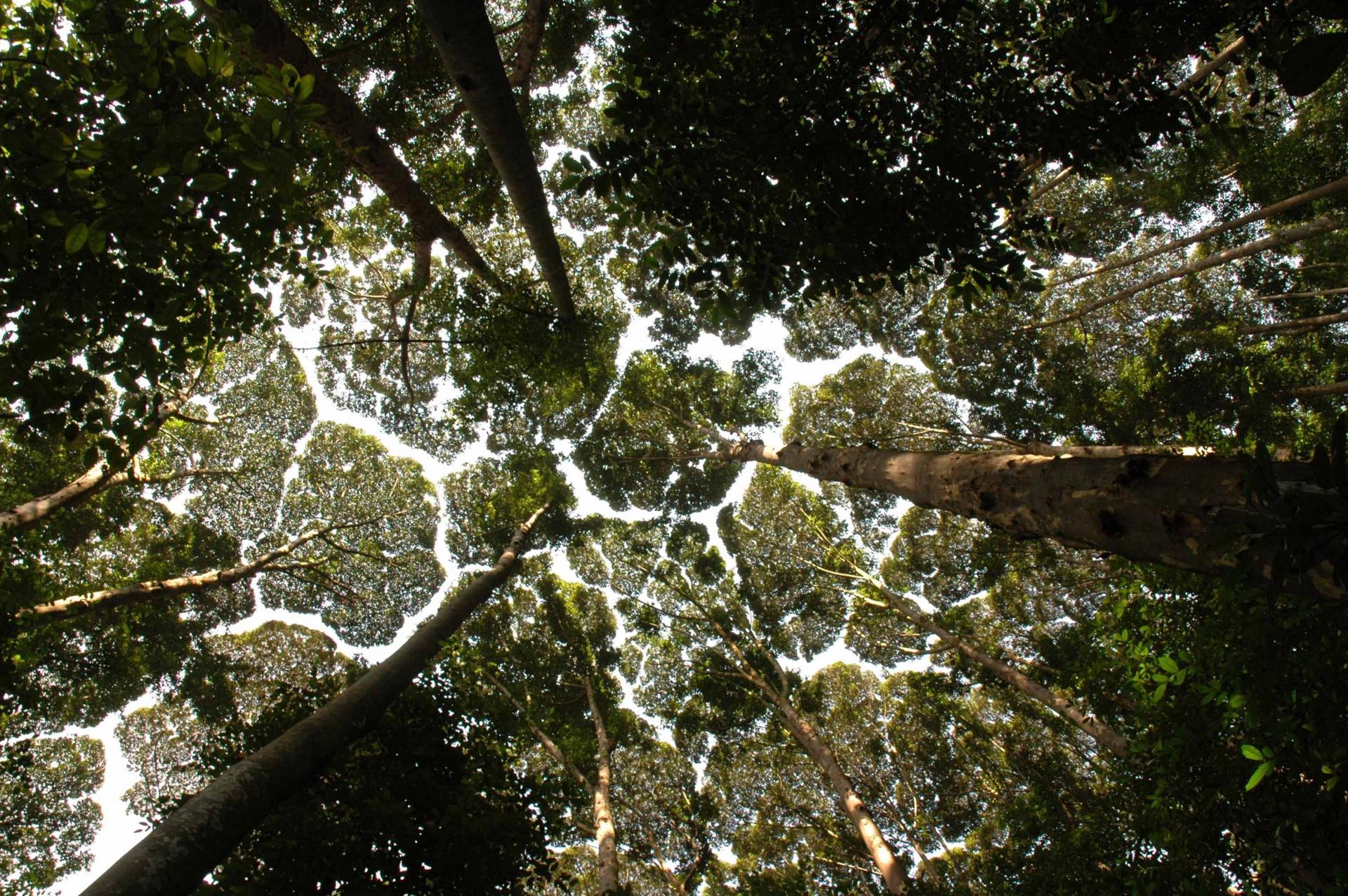 Tree Canopy Scaled