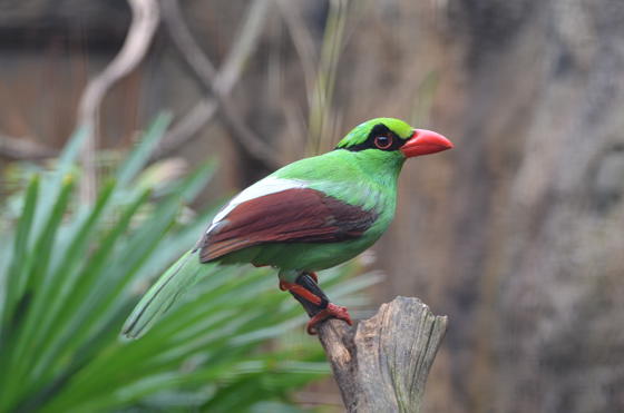 Chester Zoo And Partners Create Plan To Save Javan Green Magpie