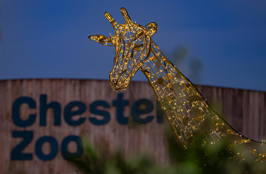 Illuminated Giraffe