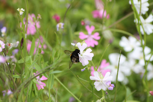 Bumblebee resting on wildflowers outdoors