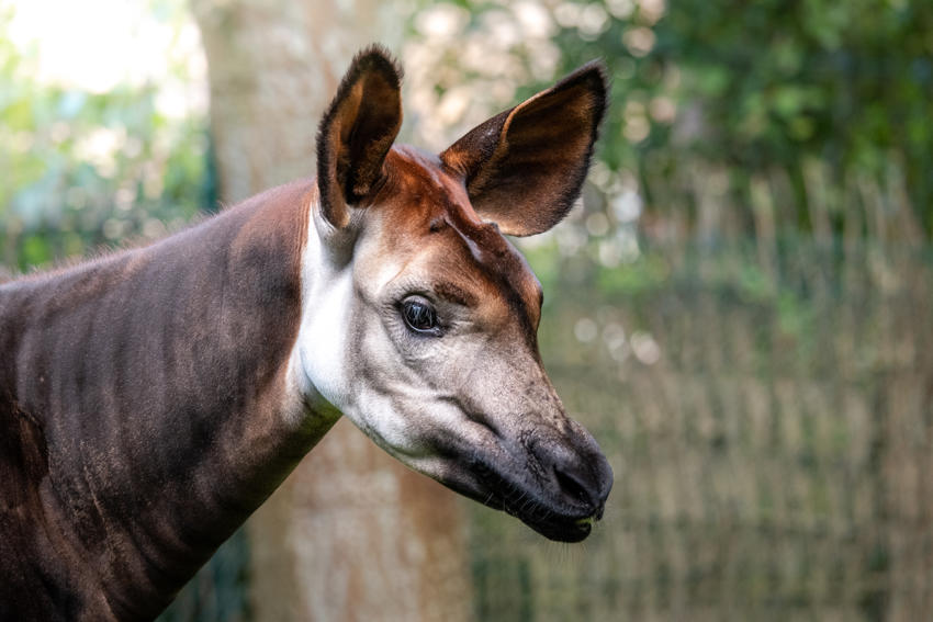 Okapi 1 (1)
