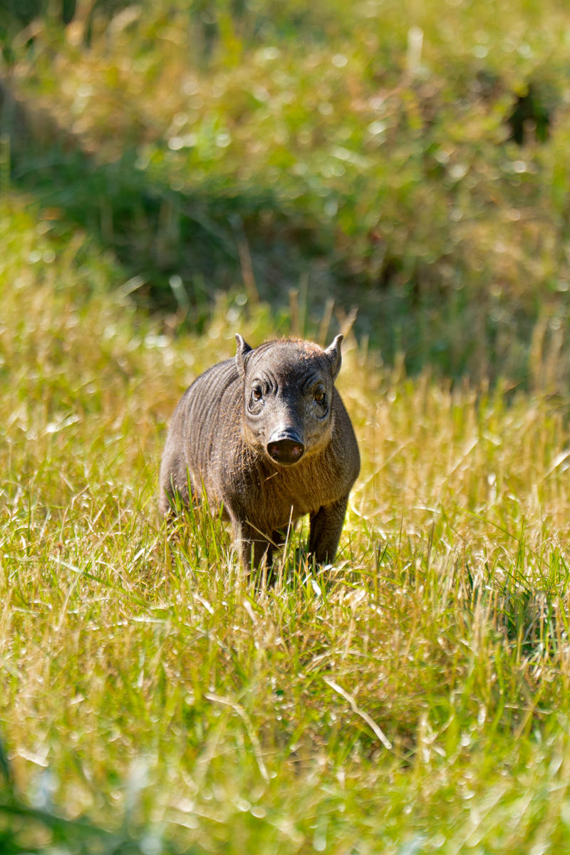 Babirusa Piglet 202617
