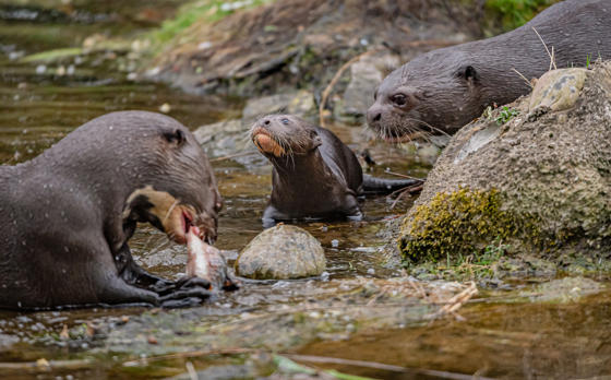 Three Giant Otter Pups Born At Chester Zoo Make A Splash During Their First Adorable Swimming Lessons (2)