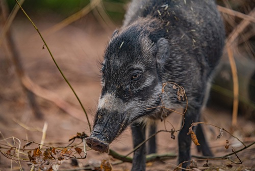 A close up of a Visayan warty pig, a hairy pig with a pale stripe over its long snout