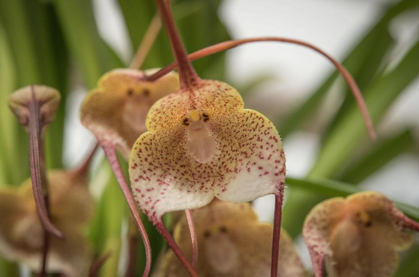 Orchid