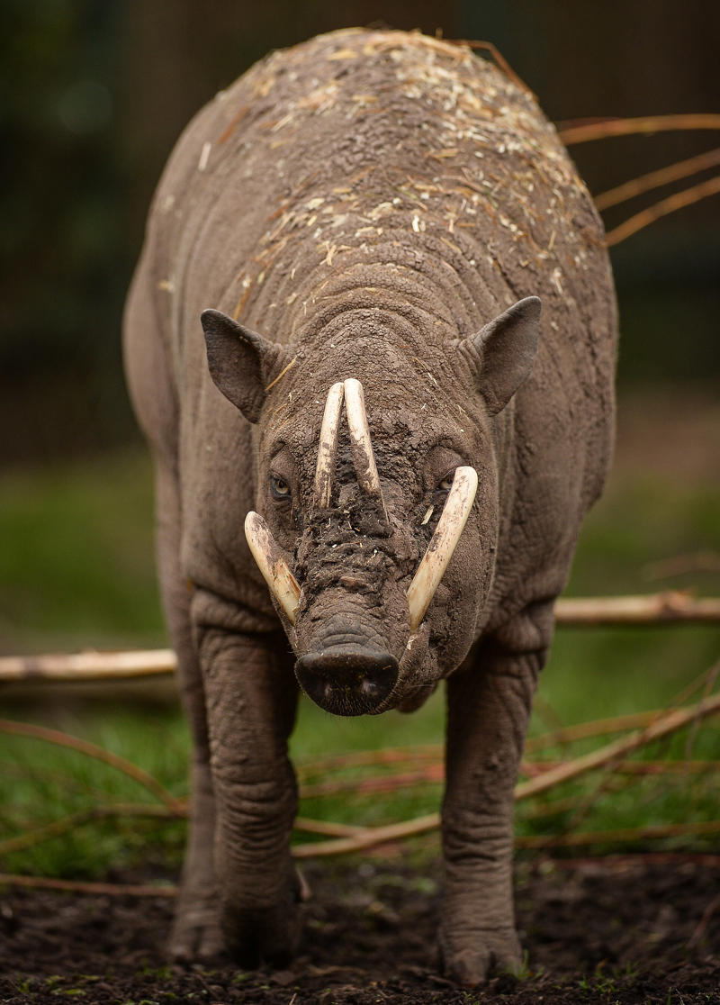 Adult male babirusa at Chester Zoo, facing forward with large tusks and mud-covered body.