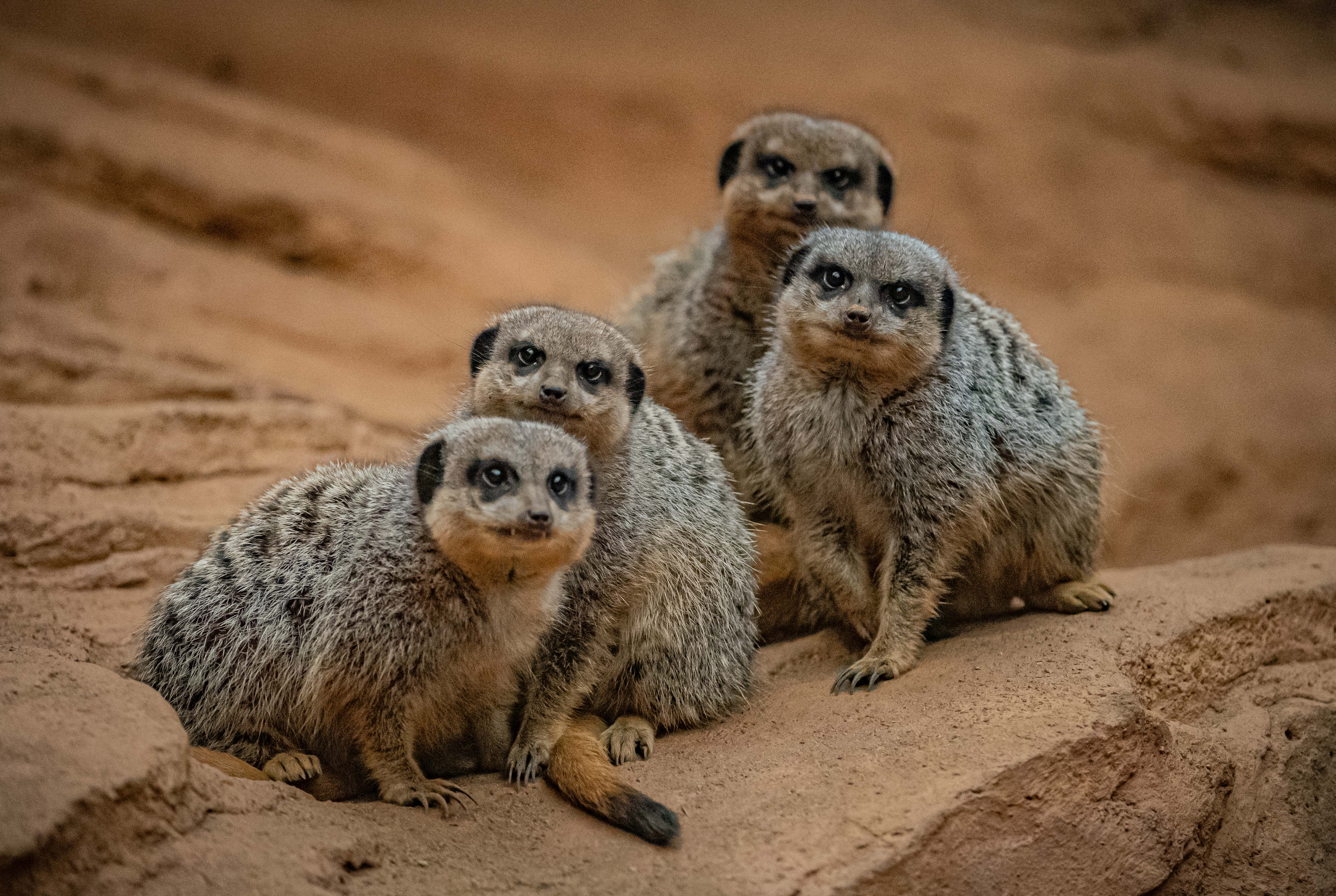 Meerkat 002