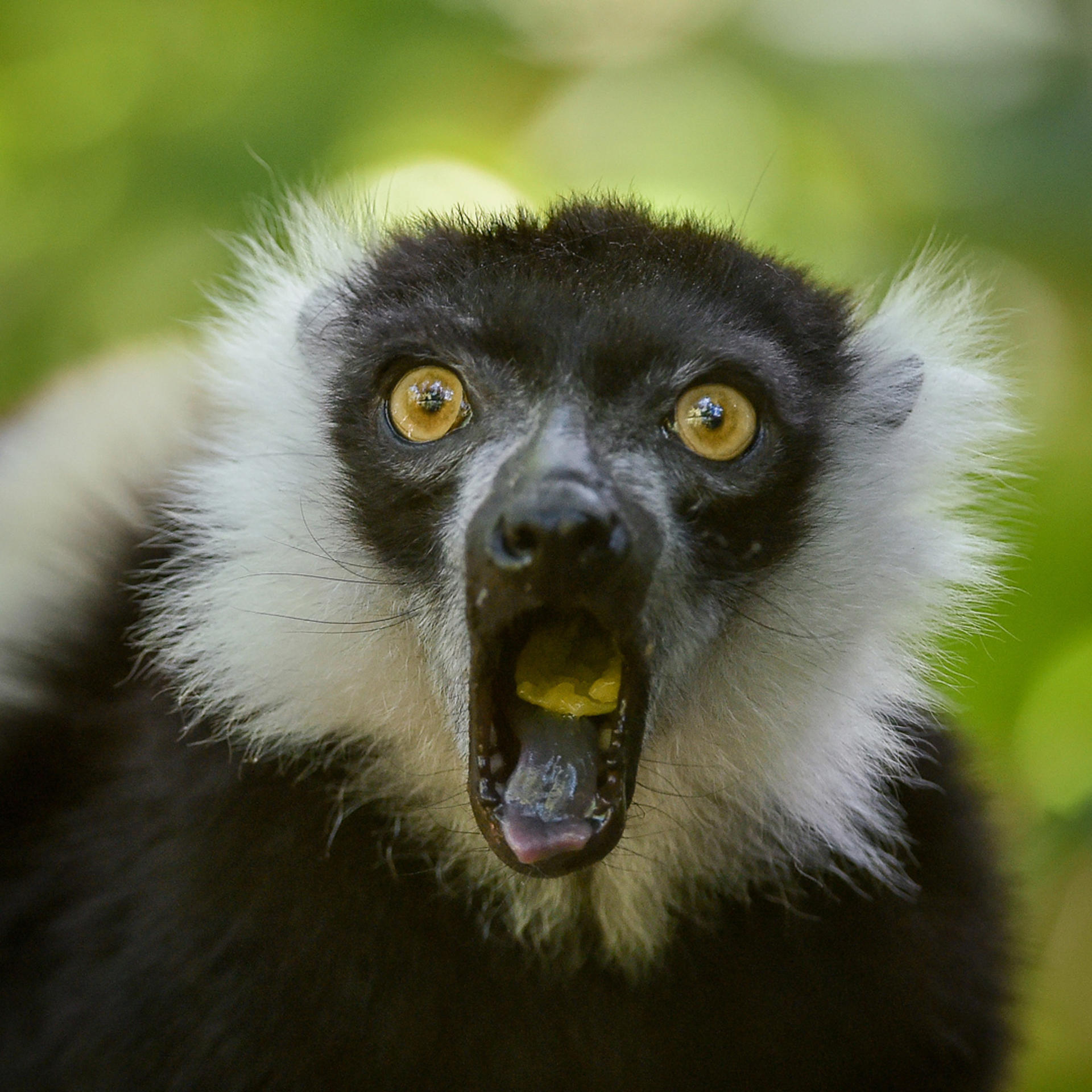 White Belted Ruffed Lemur In The Zoo Square 3