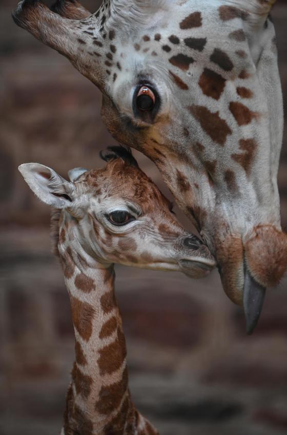 Giraffe Calf Murchison, Pictured With Mum Tula, Joins The Count After Being Born On Boxing Day (2)