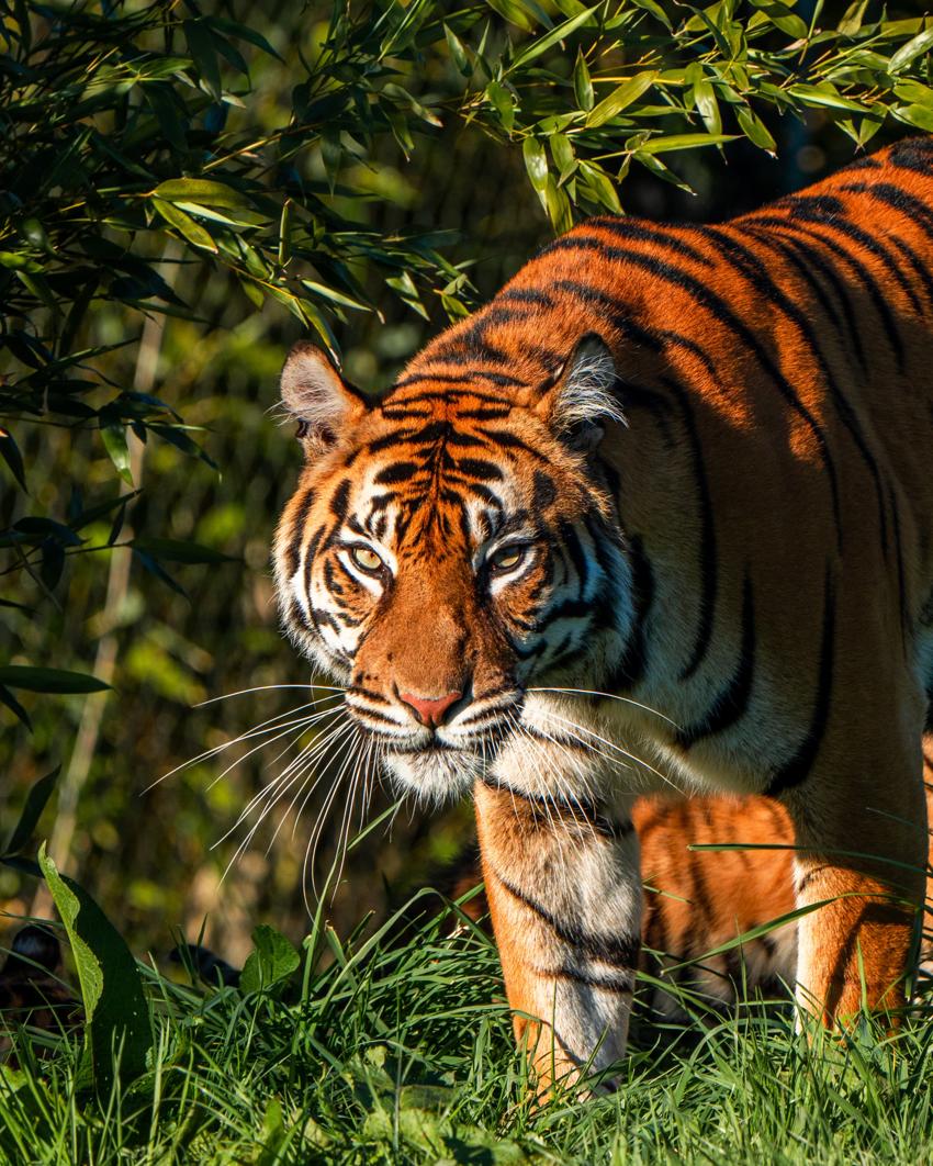 Afterglow Will Offer Guests The Unique Chance To Encounter The Zoo's 37,000 Animals During Golden Hour 5 (1)