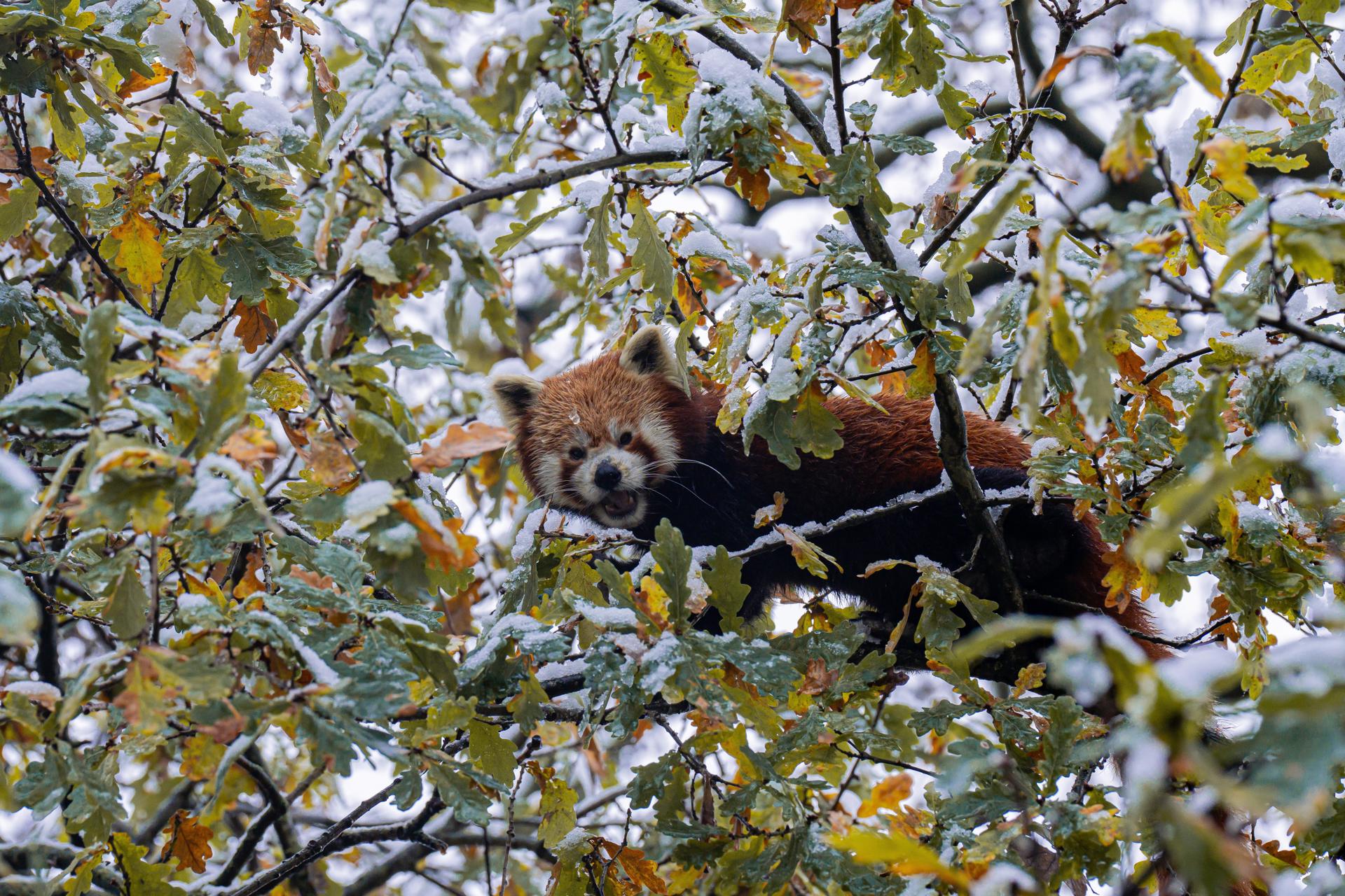 Copy Of Snow Day November 24 Red Panda 11 (1)