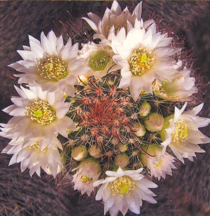 Cacti Flowers