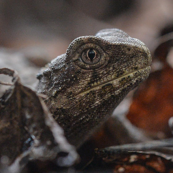 Tuatara 2