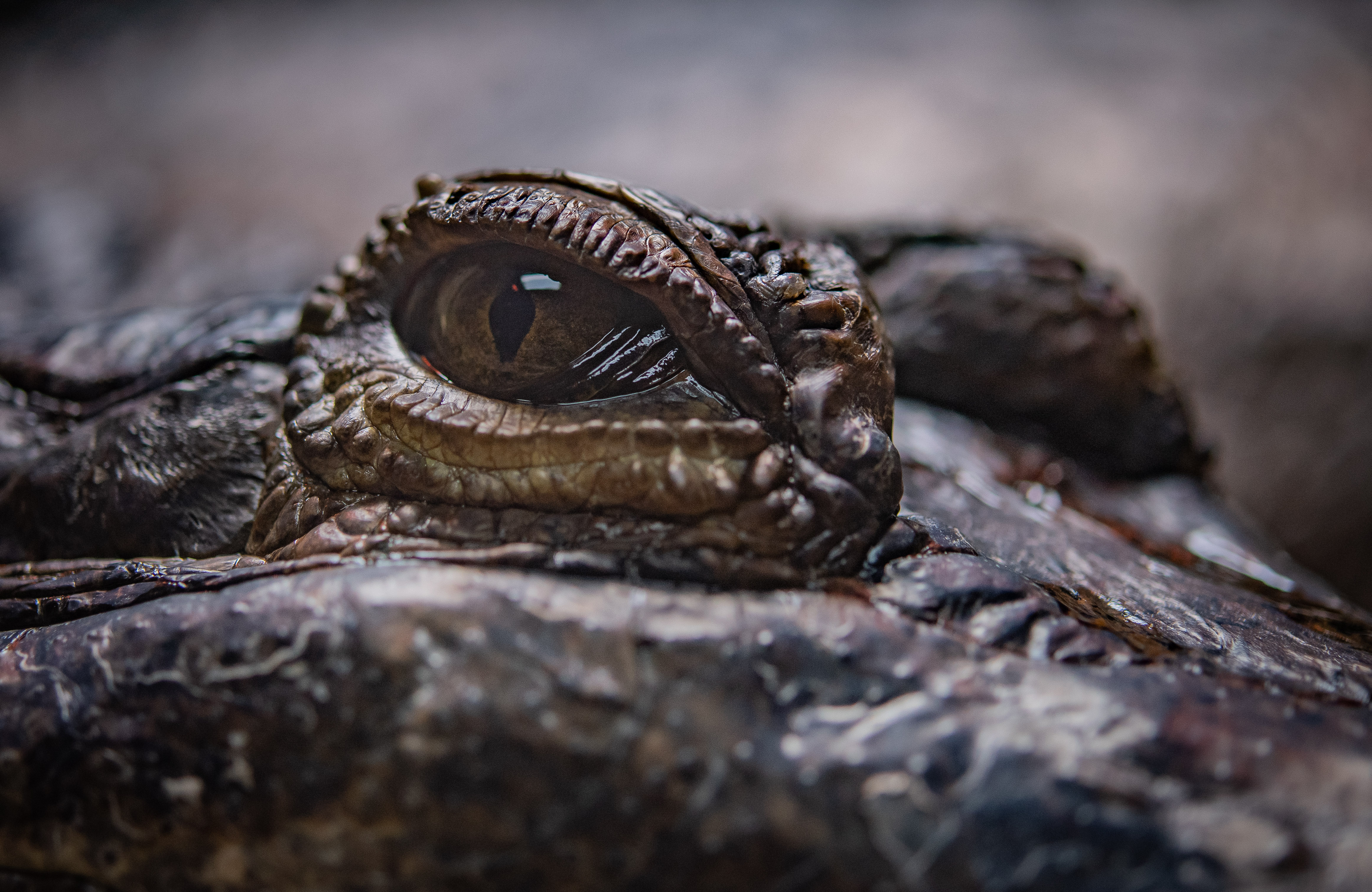 Sunda Gharial, Habitat Location & Gharial Facts | Chester Zoo