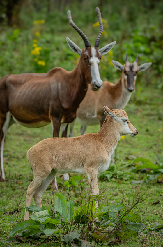 Blesbok 012
