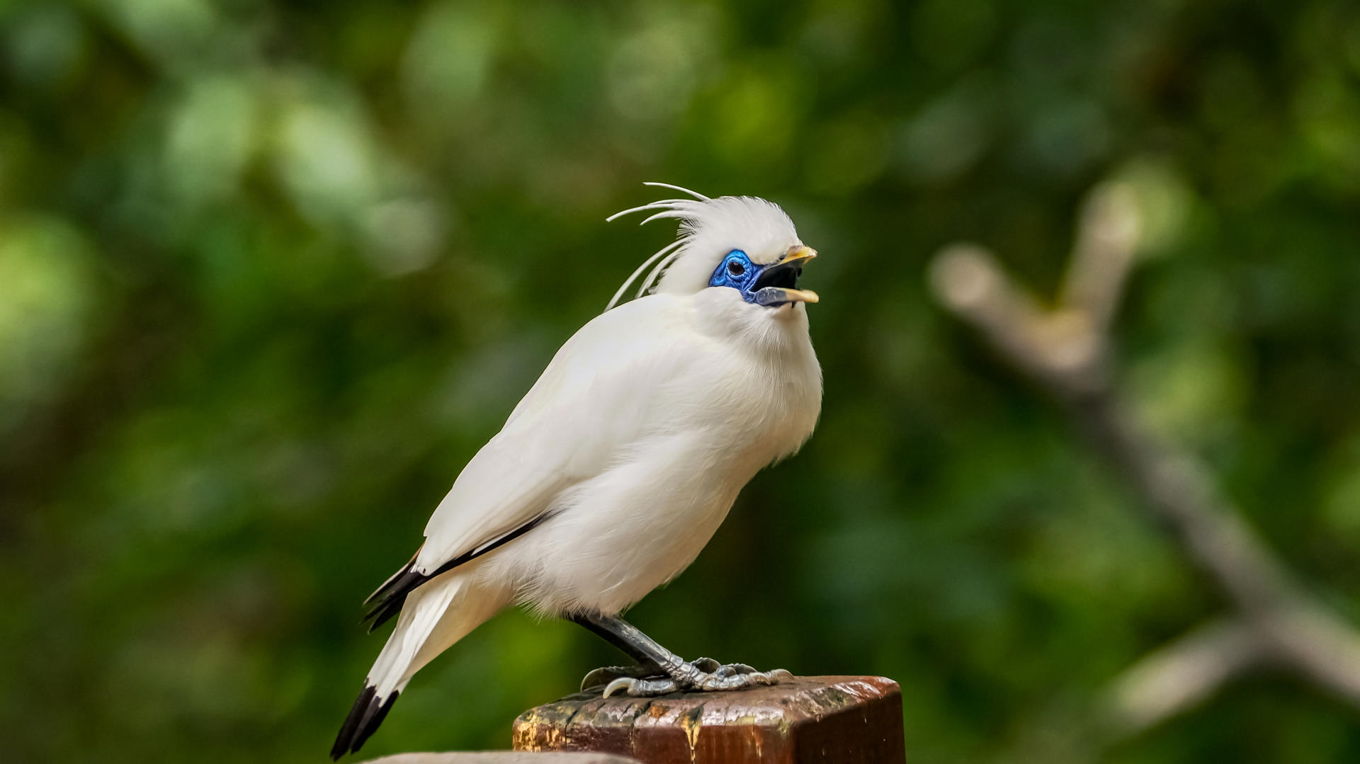 Song Bird