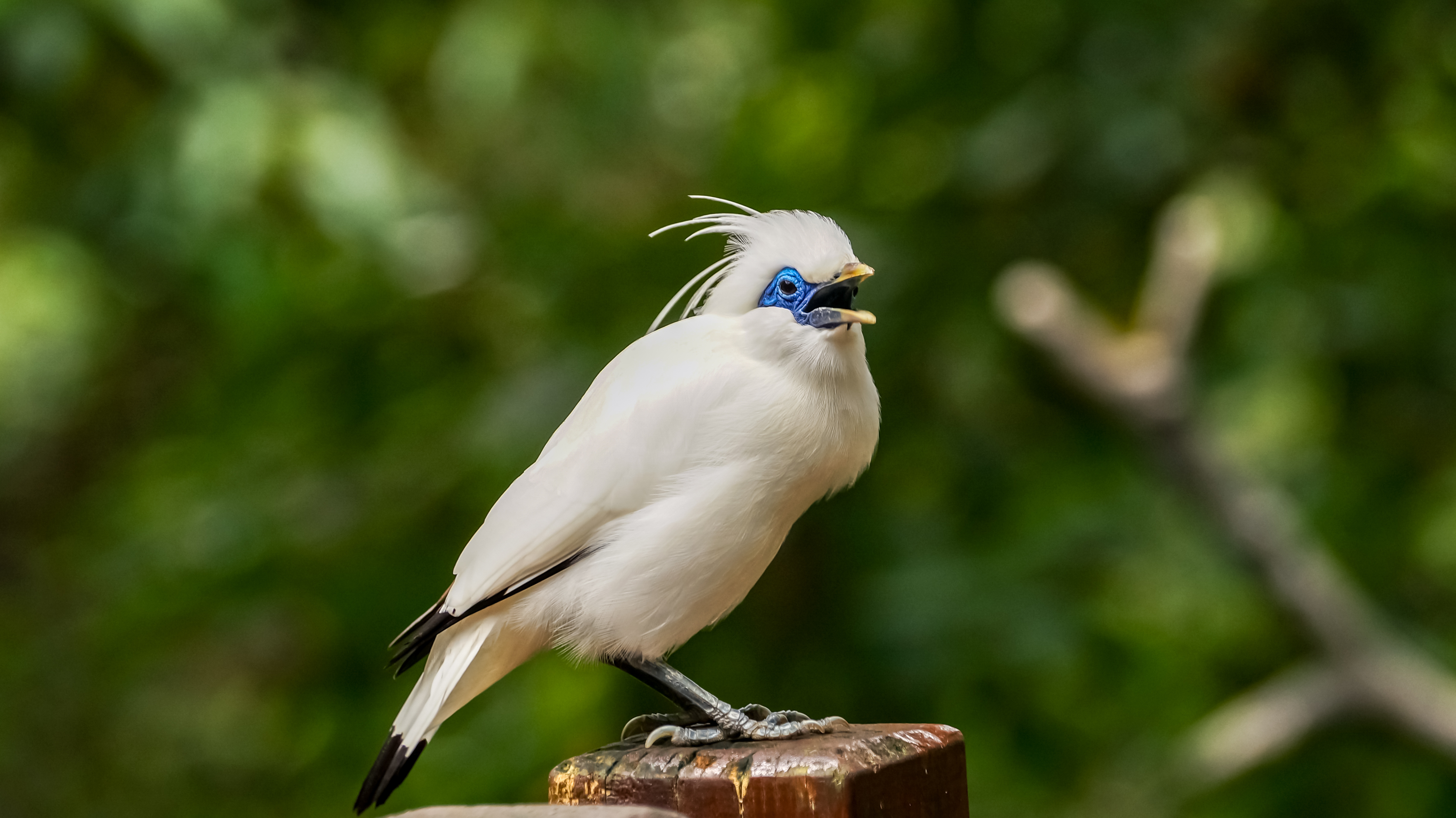 Song Bird