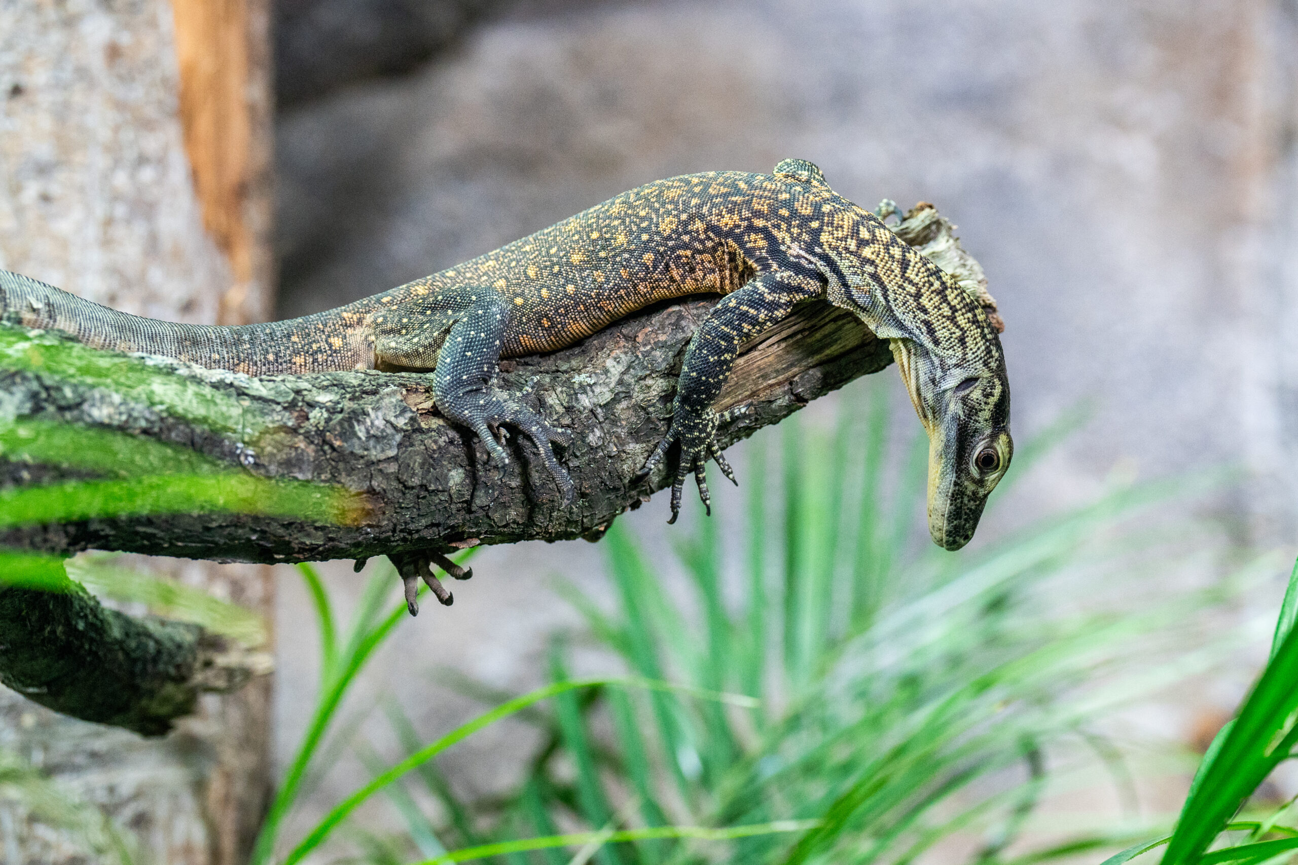 Baby Komodo Dragon