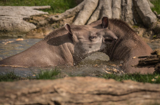 Tapir 6