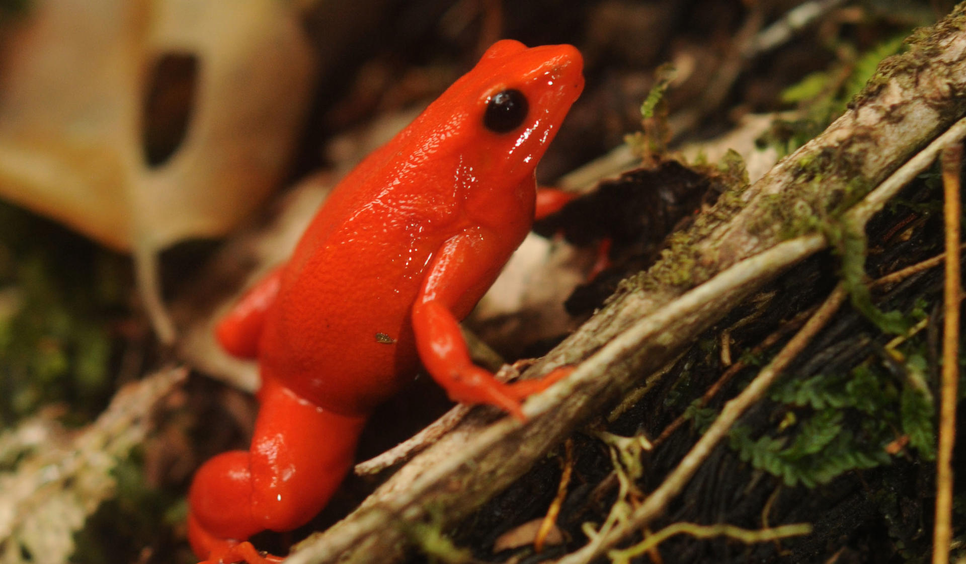 Golden Mantella Hero