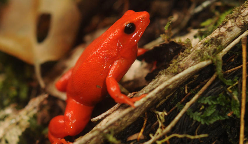 Golden Mantella Hero