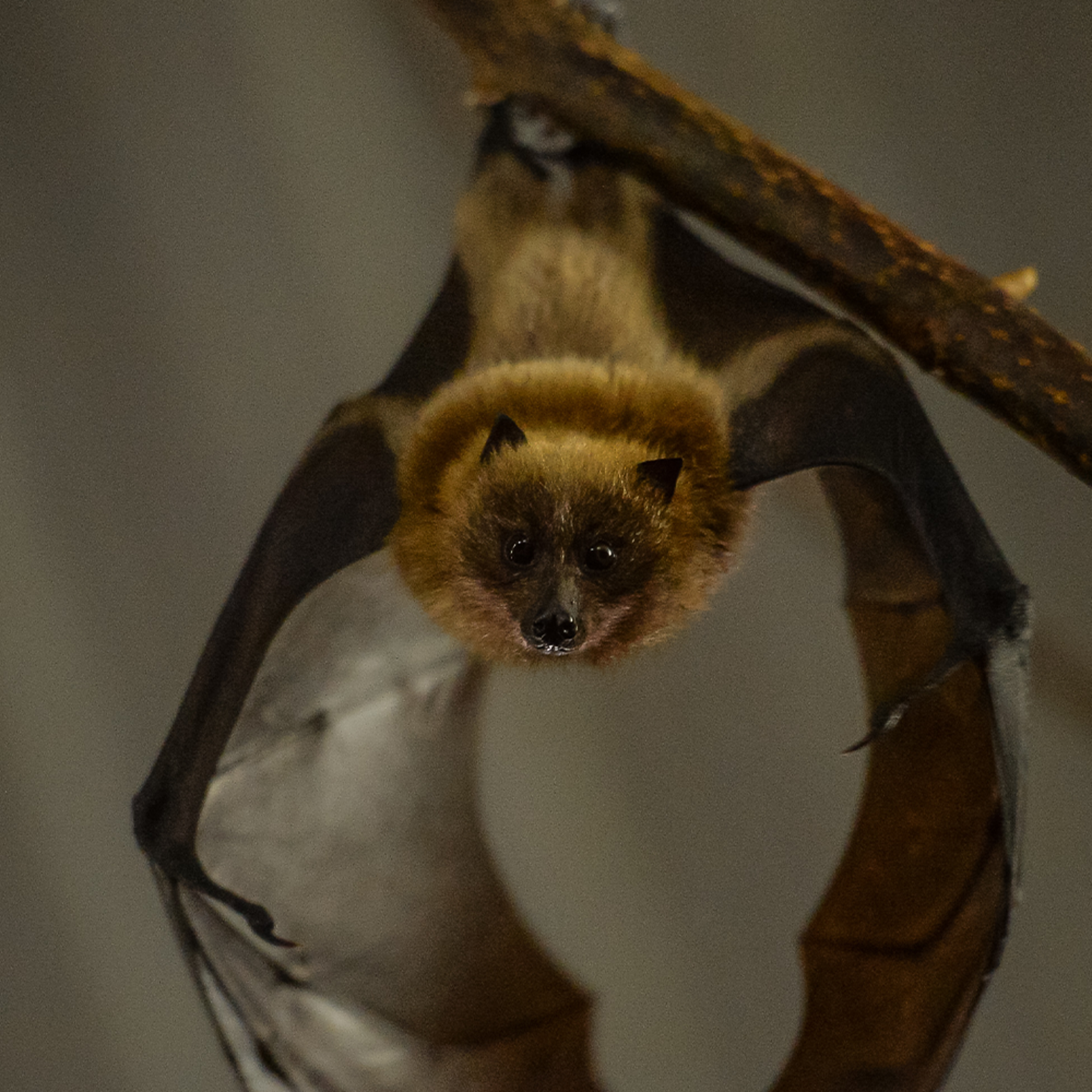A picture of a brown fruit bat taken from below so it is hanging toward the camera. It is very cute