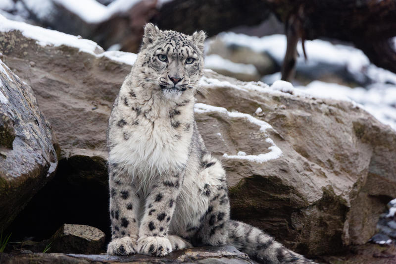 Davidhughes Snow Leopard In The Snow Mammals