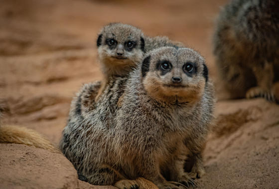 Meerkat 007