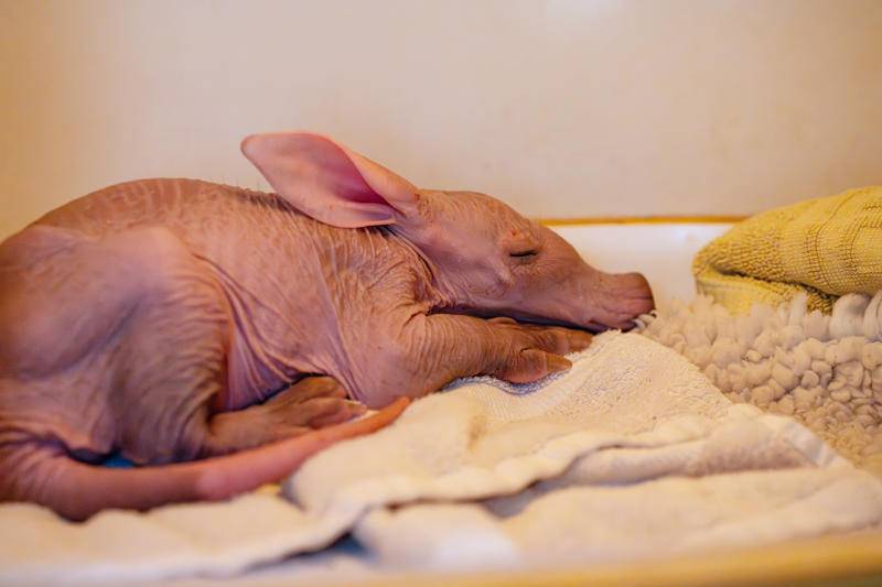 A Tiny Aardvark Calf, Affectionately Nicknamed Womble, Is Being Cared For By Conservationists At Chester Zoo After They Stepped In To Help Raise The Youngster. 9