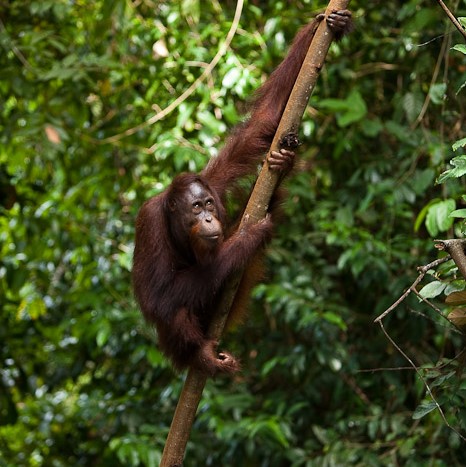 Bornean Orangutan In Borneo (C) Chester Zoo (2)