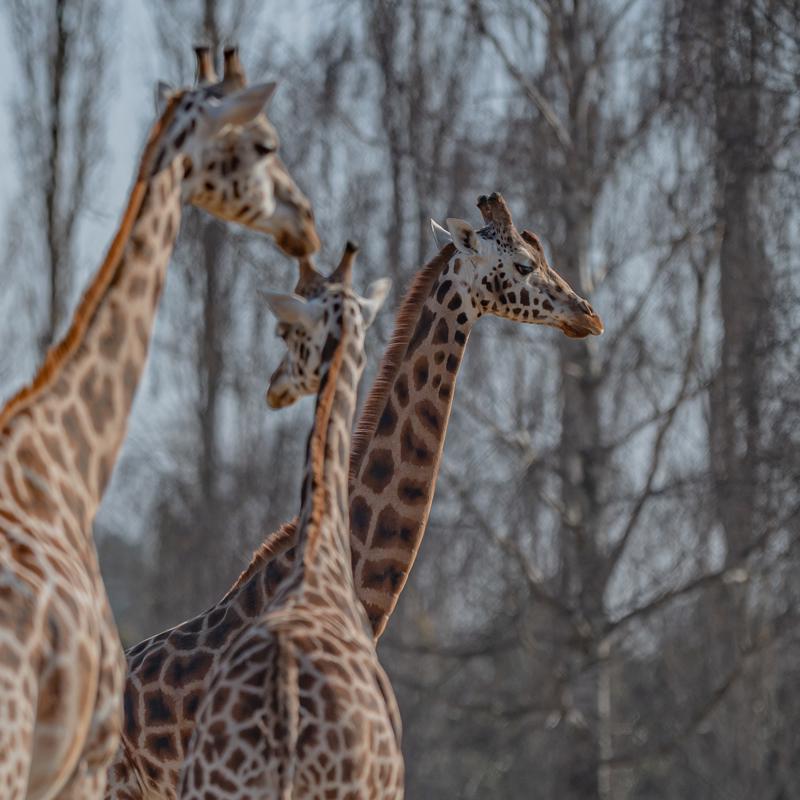 Northern Giraffe 028