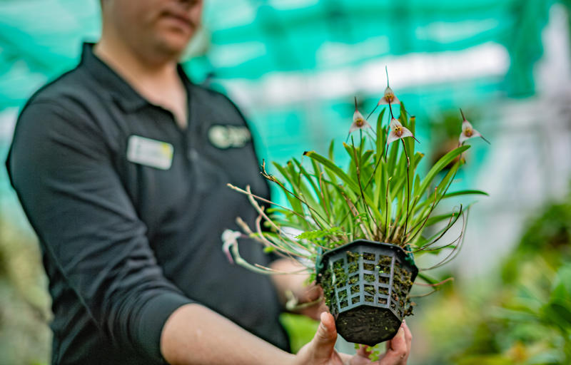 Chester Zoo’S Dracula Orchids Recognised As A Nationally Important Conservation Collection (5)