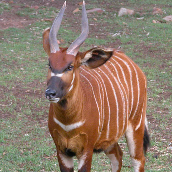 Eastern Bongo 3