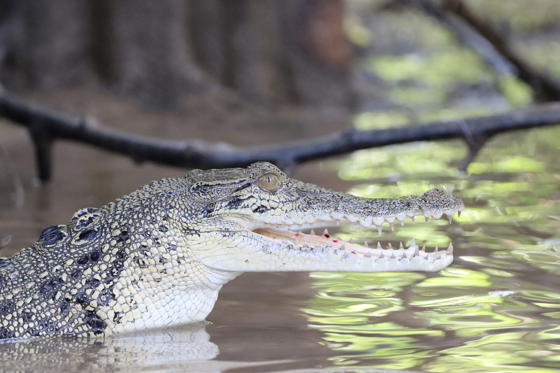 Crocodile 2