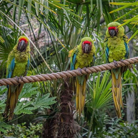 Great Green Macaw 3
