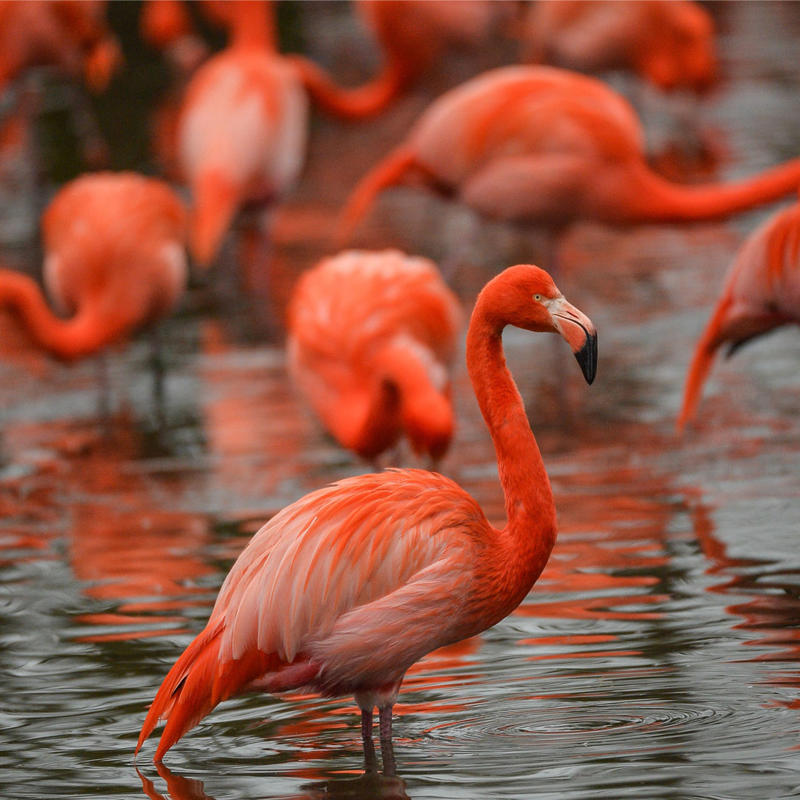 Caribbean flamingos at Chester Zoo