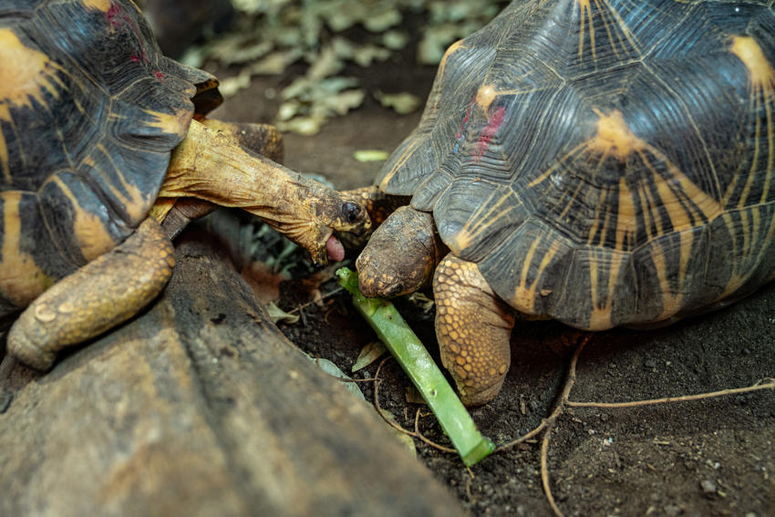 Tortoises Eating