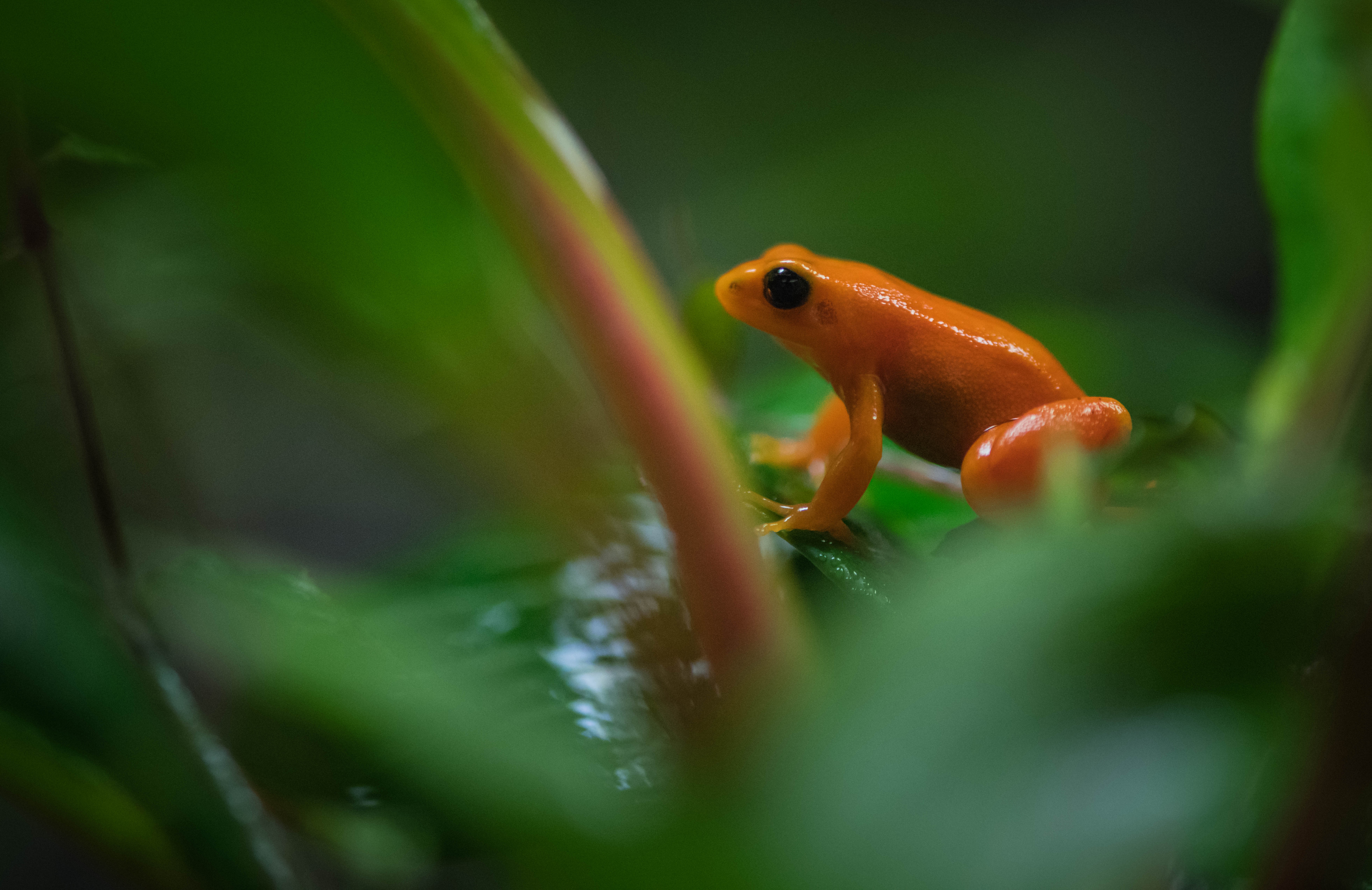 How's That For Size. Tiny Critically Endangered Golden Mantella Frogs Enjoy Early Halloween Treat At Chester Zoo (6)