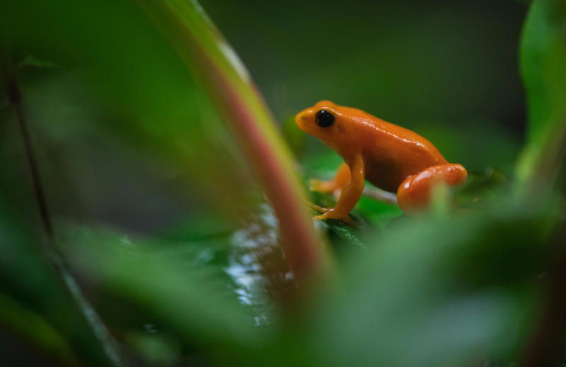 How's That For Size. Tiny Critically Endangered Golden Mantella Frogs Enjoy Early Halloween Treat At Chester Zoo (6)