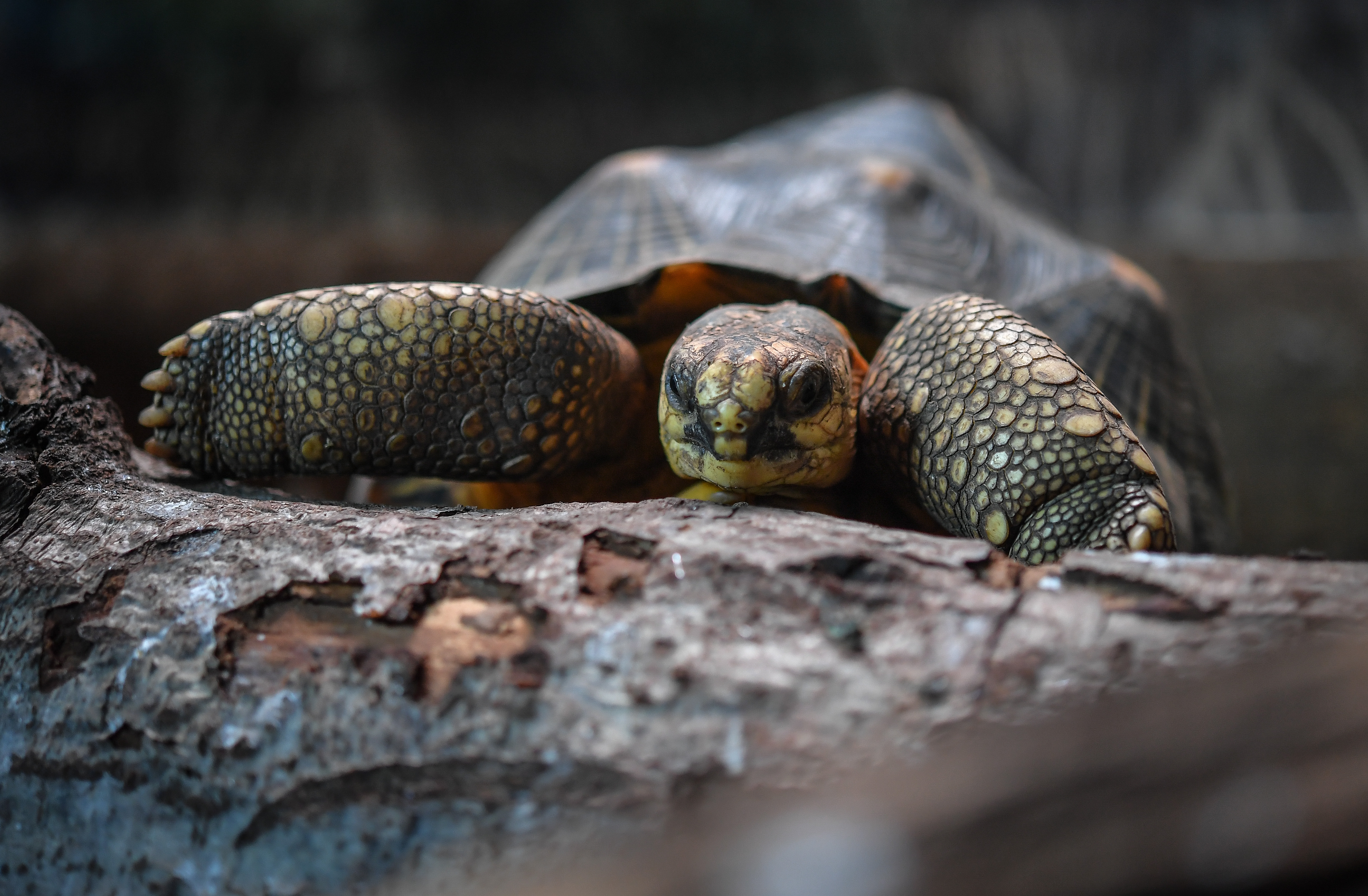 Radiated Tortoise Terence (2)