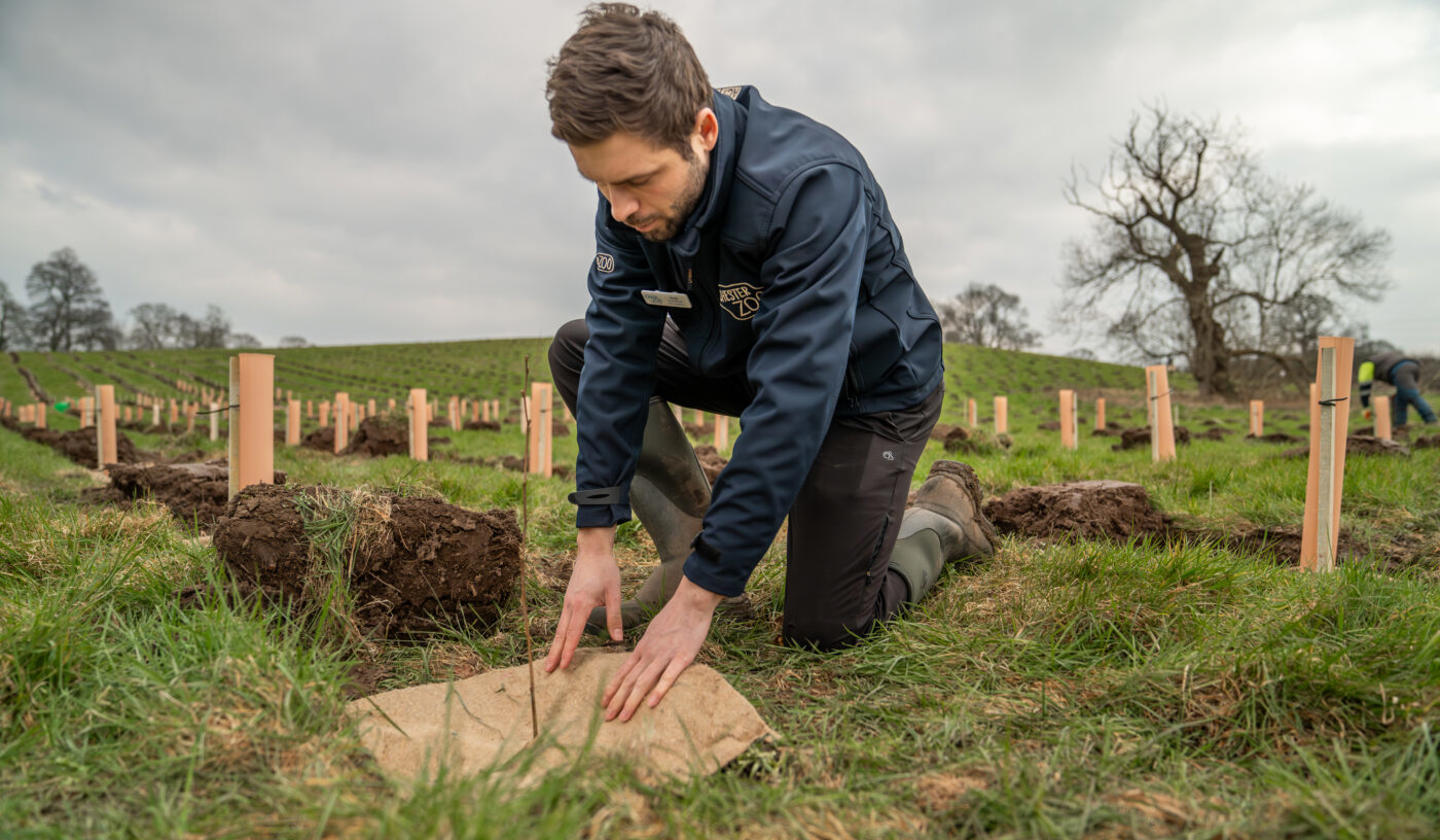 Chester Zoo Plants 19000 New Trees In Bid To Restore Cheshires Lost Woodlands2 1400X817