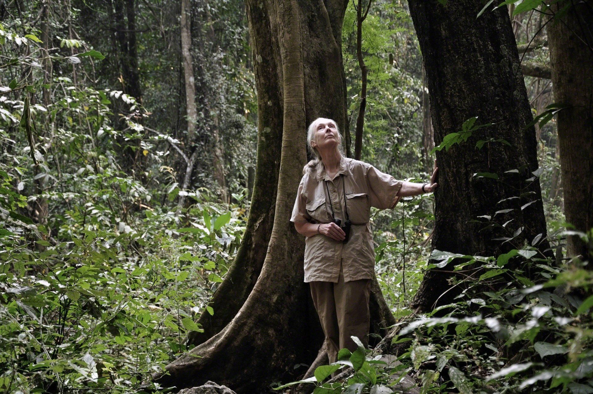 Jane Goodall Landscape