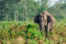Asian Elephant India