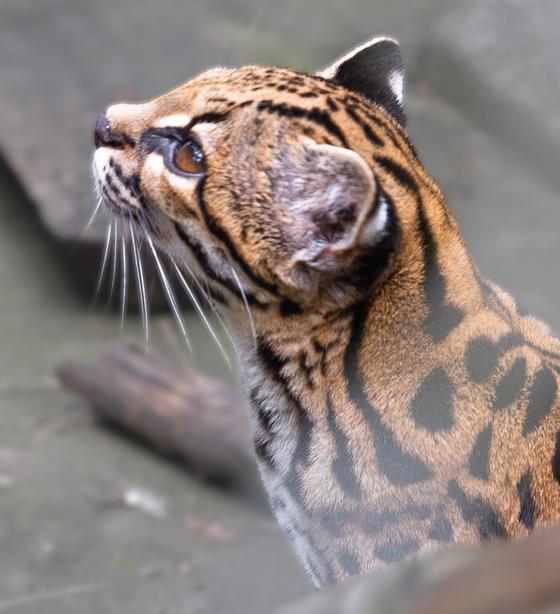 Tilcayo Tiger Cat (Side Profile) Cropped