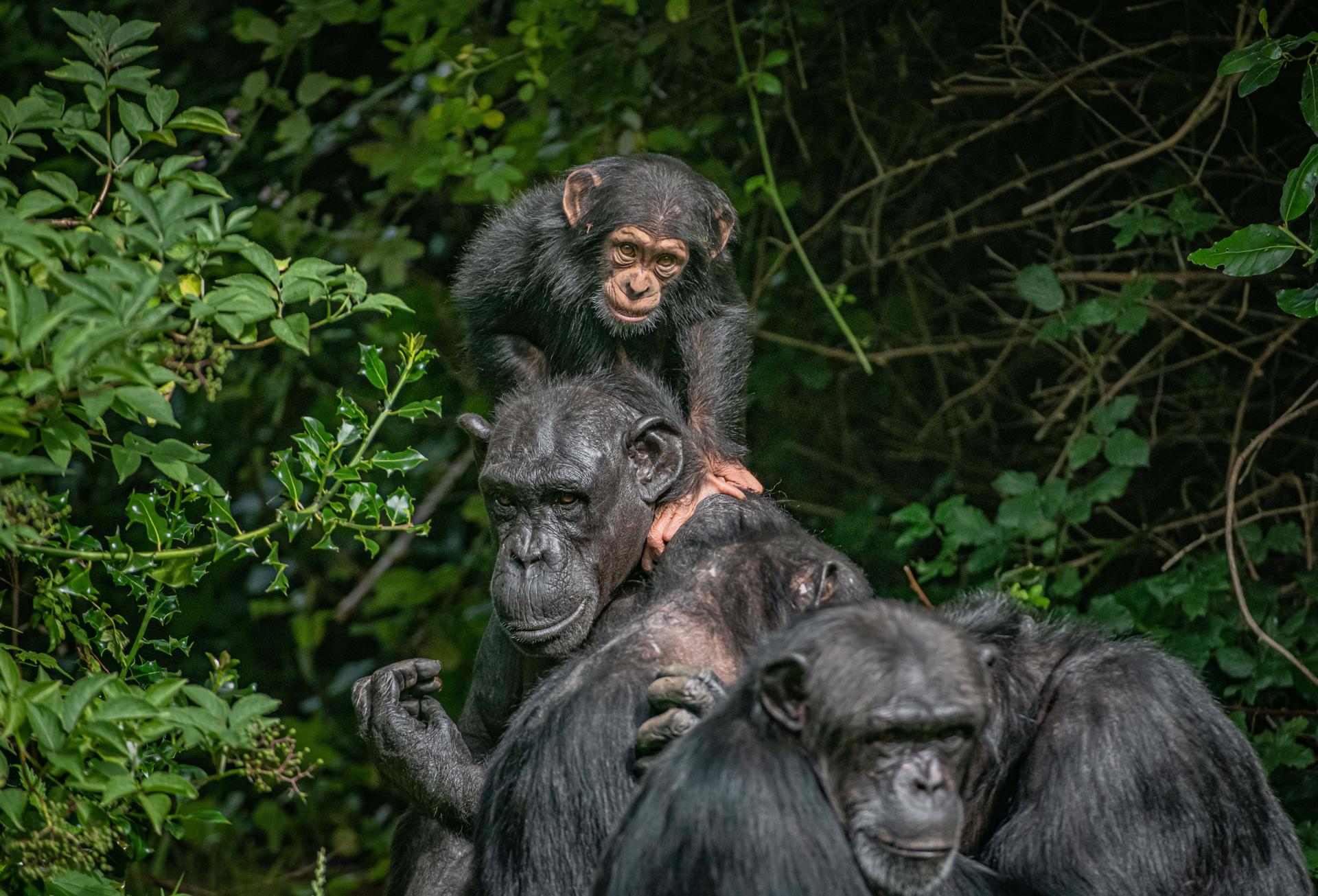 Chimps 3
