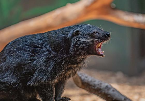 Palawan Binturong 3