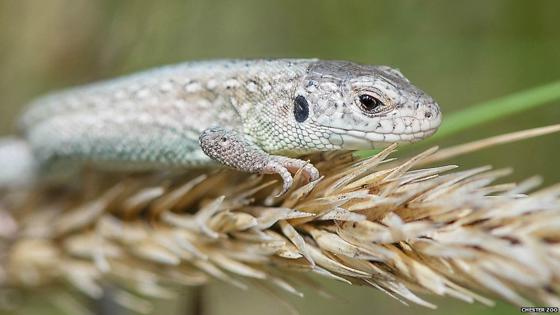 Sand Lizard