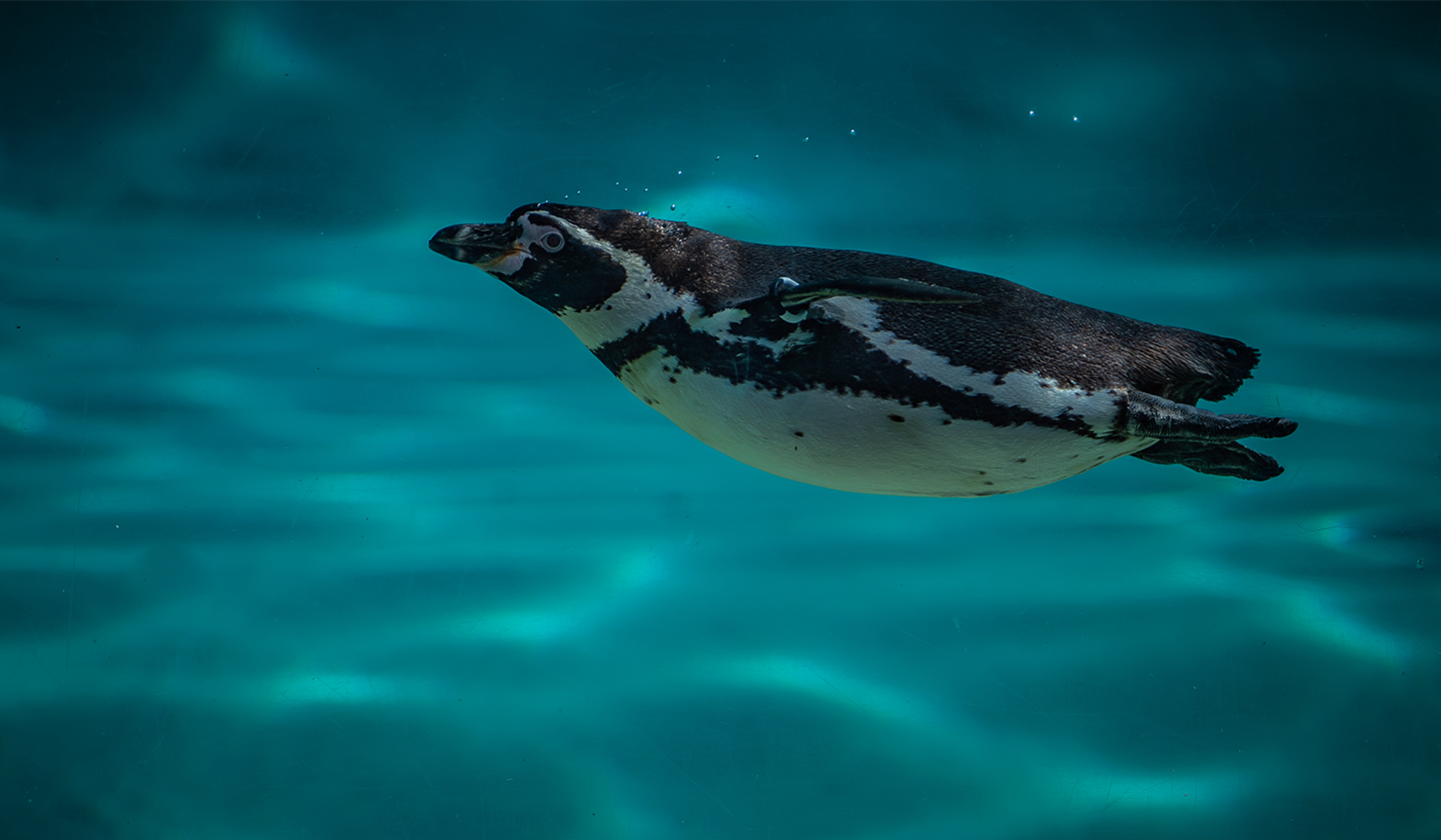 Humboldt penguin swimming at Chester Zoo
