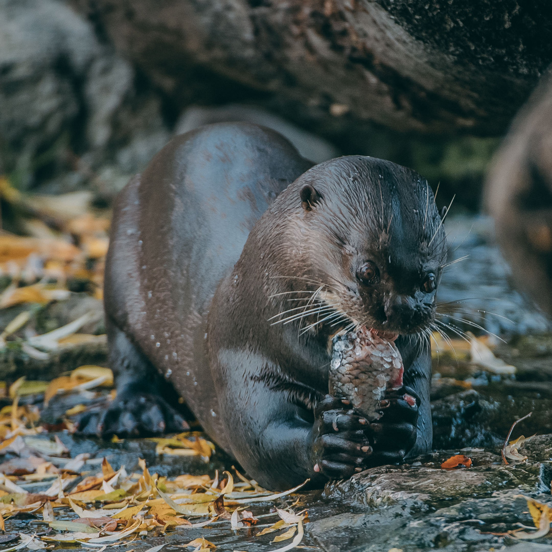 Giant Otter 4